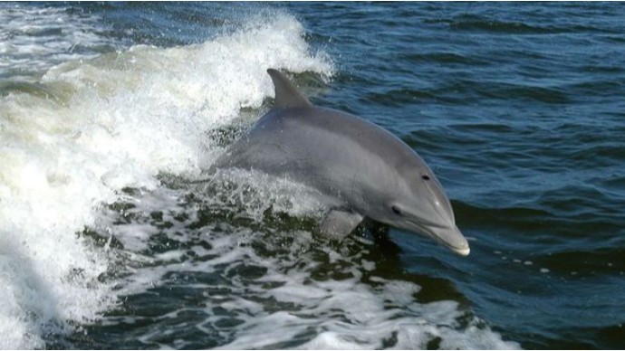 La Roşeldə üç delfin Köhnə Limanda iki gün qaldı