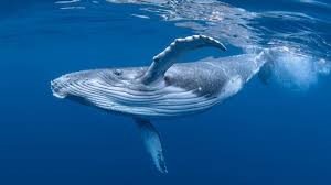 Avstraliyada 800 kq kəndir və şamandıra içində dolaşan balina yerli dəniz səlahiyyətliləri tərəfindən xilas edilib