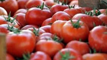 99 sentlik Mərakeş pomidorları FNSEA tərəfindən tənqid edildi, istehsalçı özünü müdafiə etdi