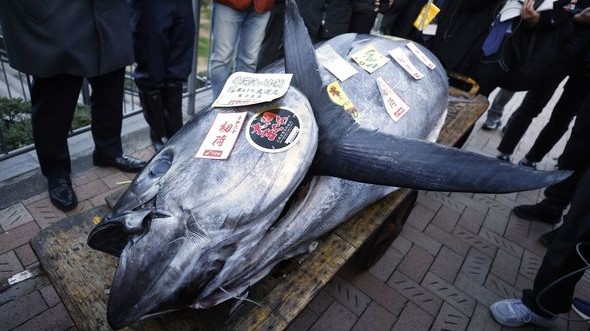 Yaponiyada bu günəş balığının qarşısına qoyulan “saxta insanlar” onu sevindirməyi bacarıb