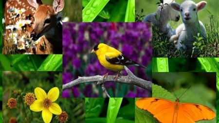 Biomüxtəliflik lotereyası sahil xəttinə diqqət yetirir; burada seçilmiş saytlar var