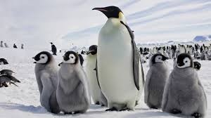 İqlim: Pinqvinlər Antarktikanın temperaturunu tənzimləyirlər... zibilləri ilə