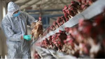 Çexiyada beşinci böyük quş qripi epidemiyası qeydə alınıb