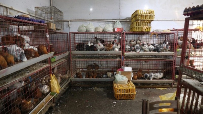 Bu bazarda quş kəsimi yerinin fəaliyyəti dayandırıldı - VİDEO