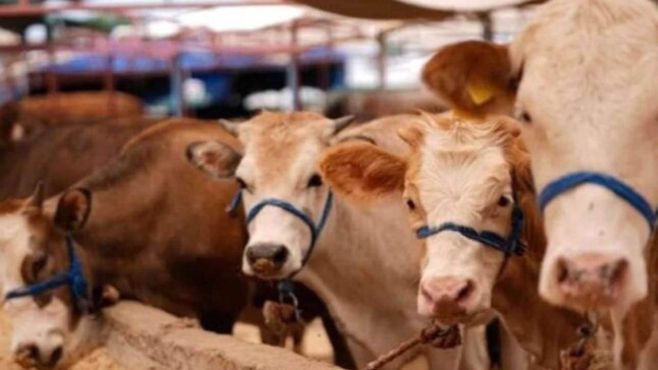 Azərbaycan Gürcüstan heyvanlarının tranzitinə məhdudiyyəti götürdü