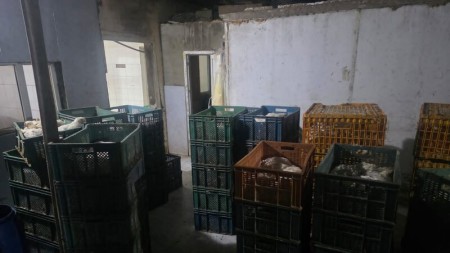 Qanunsuz fəaliyyət göstərən quş kəsimi sexi aşkarlandı - VİDEO