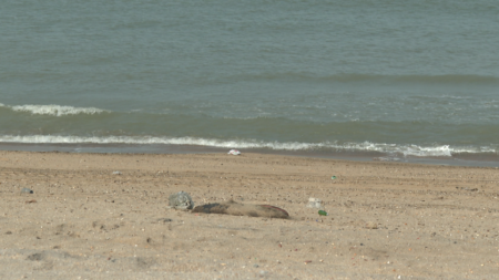 Xəzər dənizində suiti cəsədləri aşkarlanıb - VİDEO