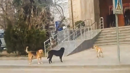 15 gündə 26 nəfəri it dişləyib - 9-u uşaqdır 