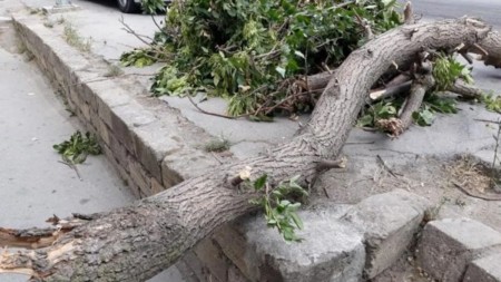 Bakıda güclü külək səbəbindən 34 ağac aşdı 