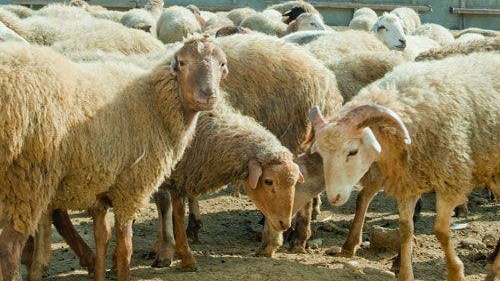 134 ünvanda qurbanlıq heyvan satılacaq