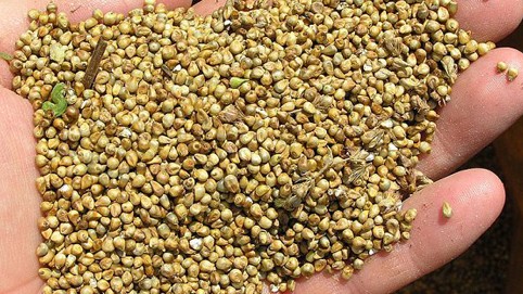 Toxum istehsalında yeni qaydalar tətbiq ediləcək