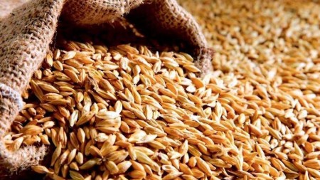 Ərzaqlıq buğdanın yeni dövlət tədarük qiyməti müəyyən edildi