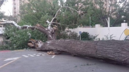 Bakıda külək 7 ağacı aşırdı